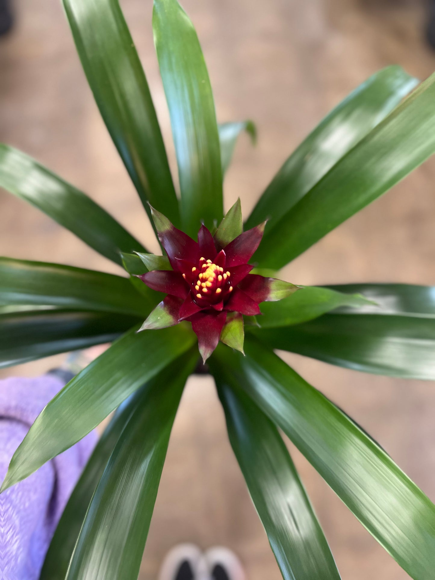 Broméliacé Guzmania