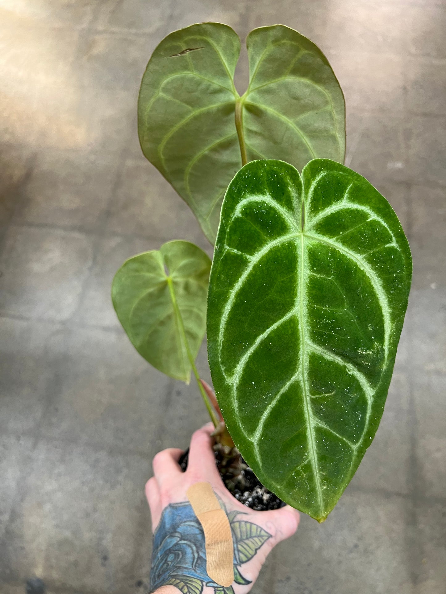 Anthurium Crystallinum