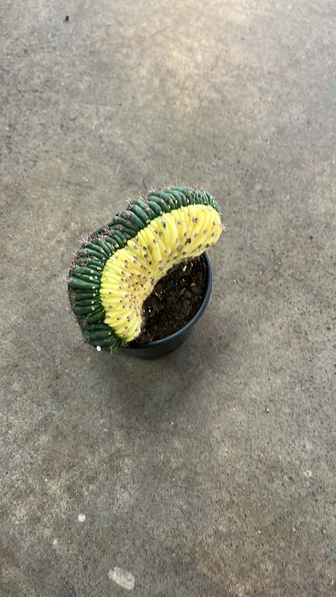 Cactus San Pedro Crest Variegated