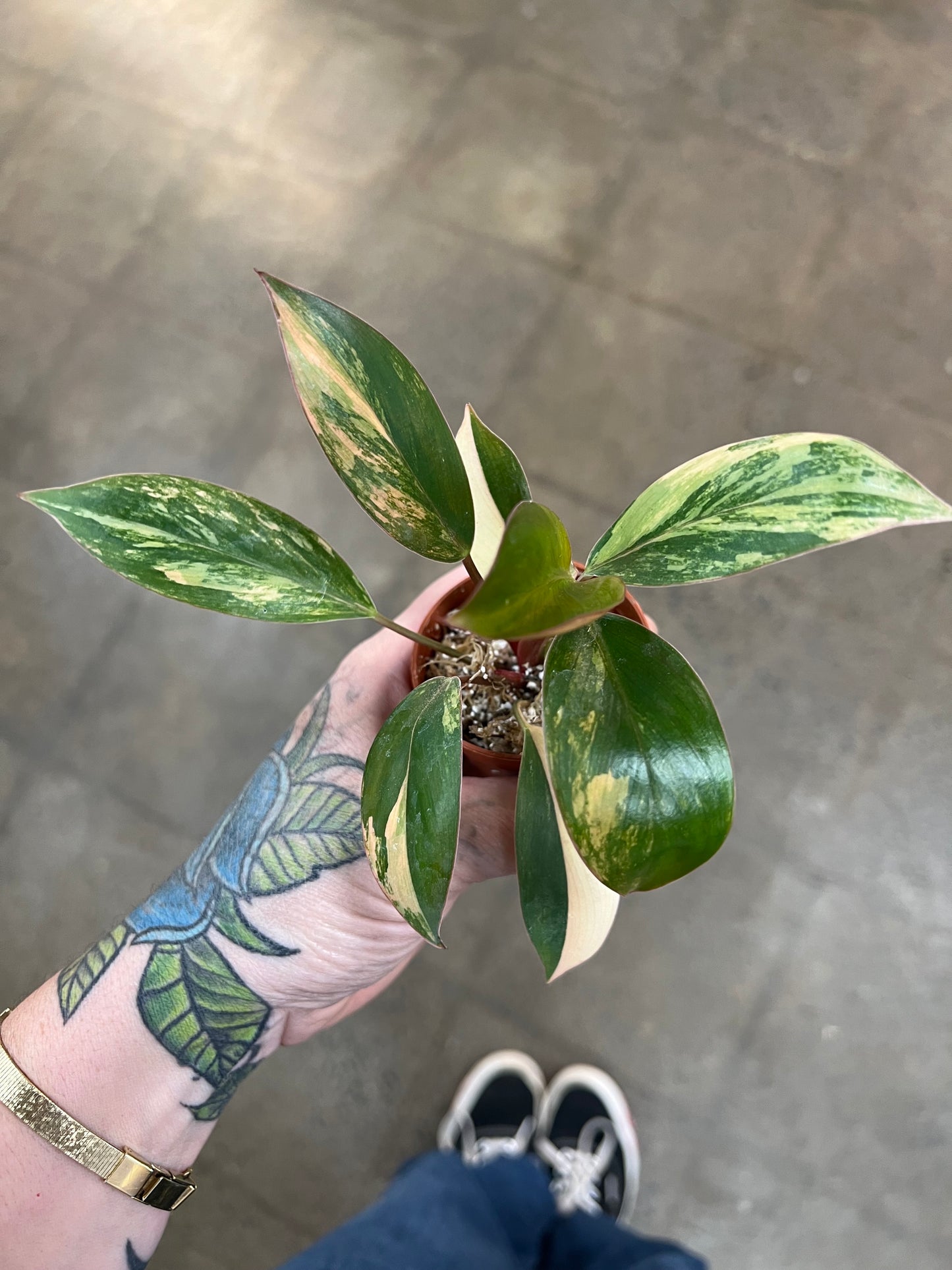 Philodendron Red Congo Variegated