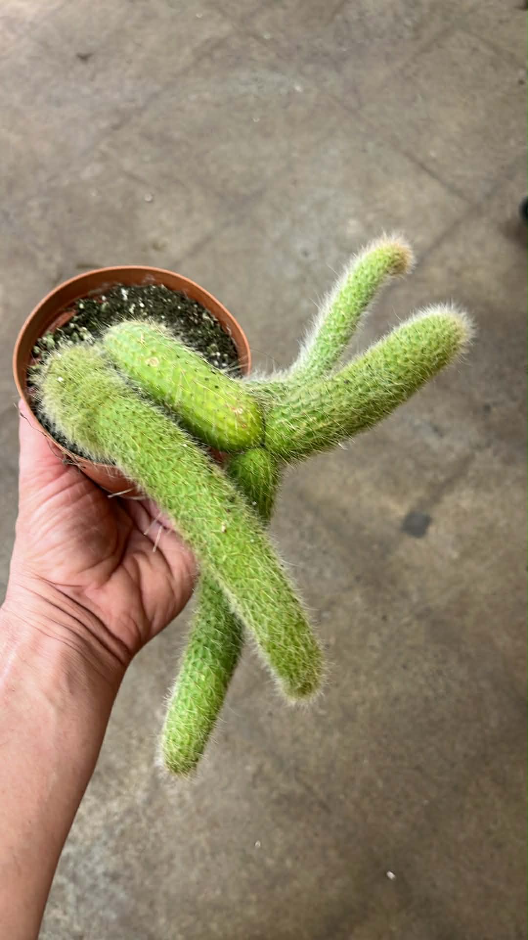 Cactus Foxtail