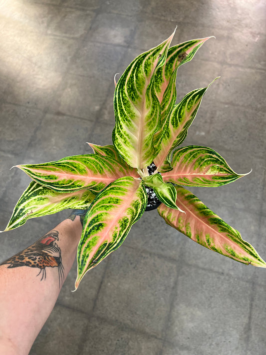 Aglaonema Pink Panama