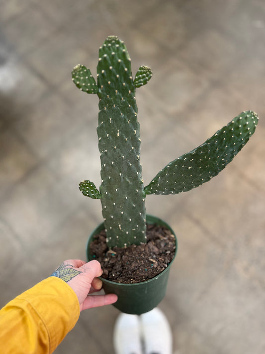 Cactus Cowboy