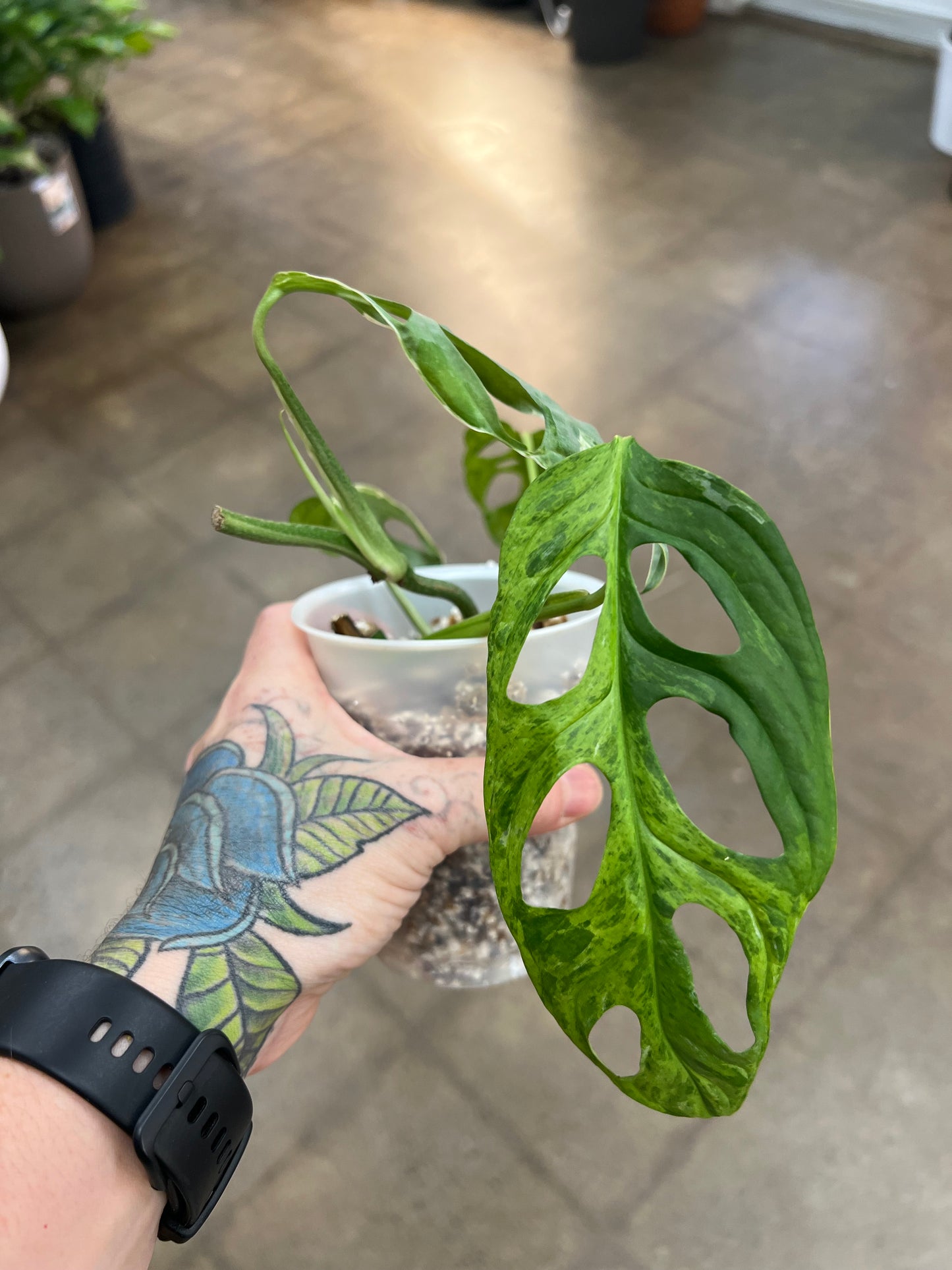 Monstera Adansonii Marbré