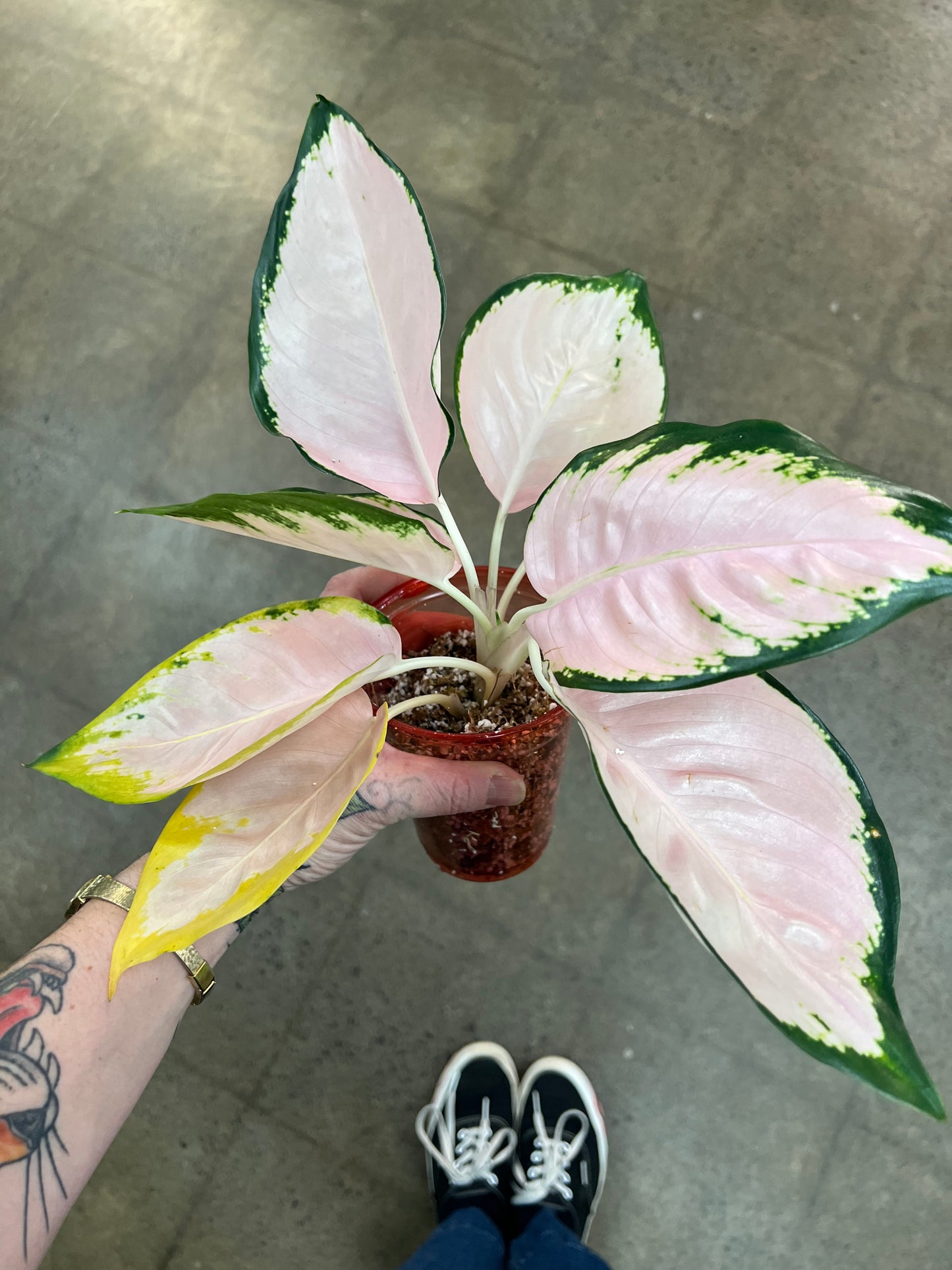 Aglaonema Neon