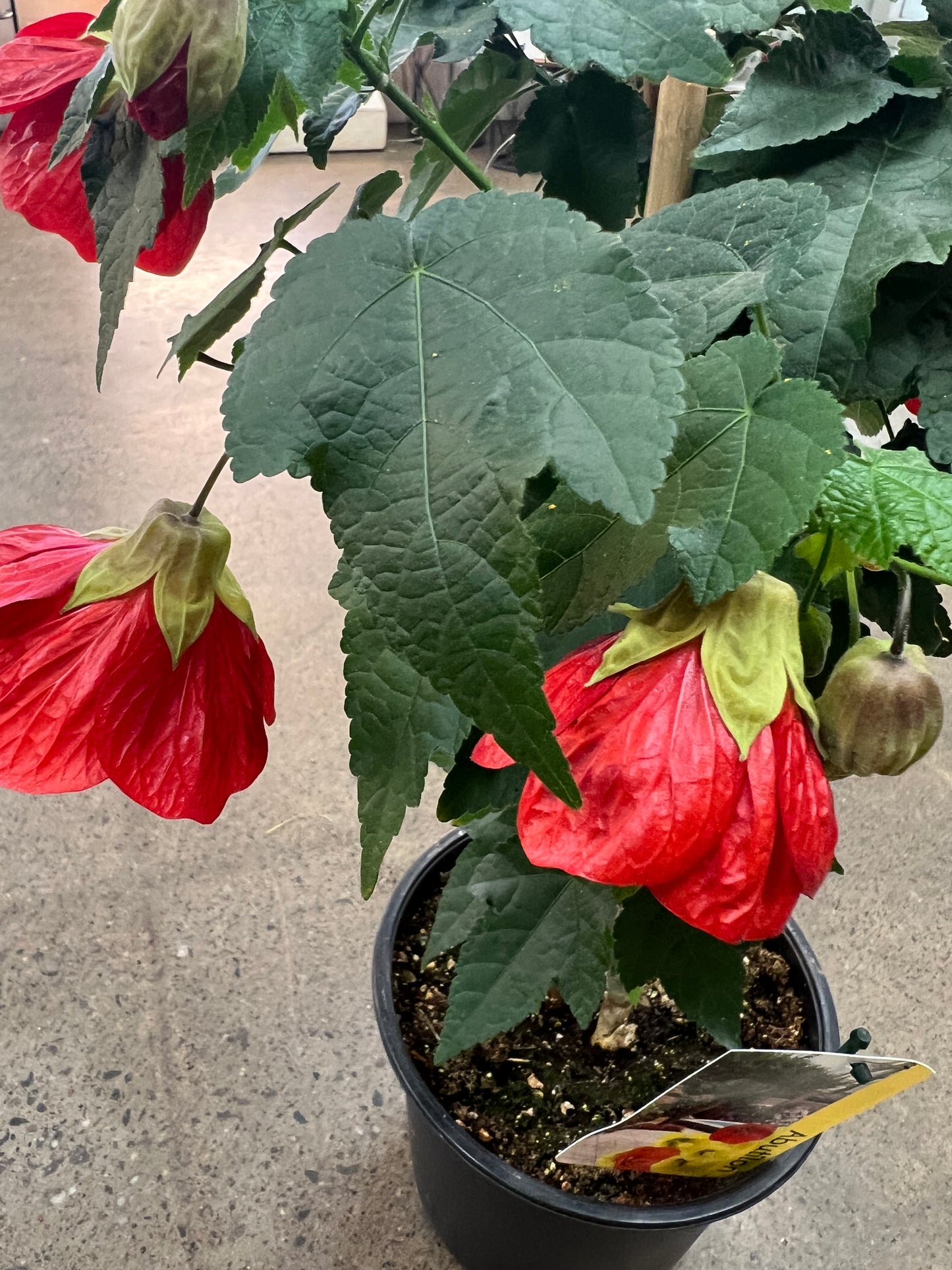 Abutilon