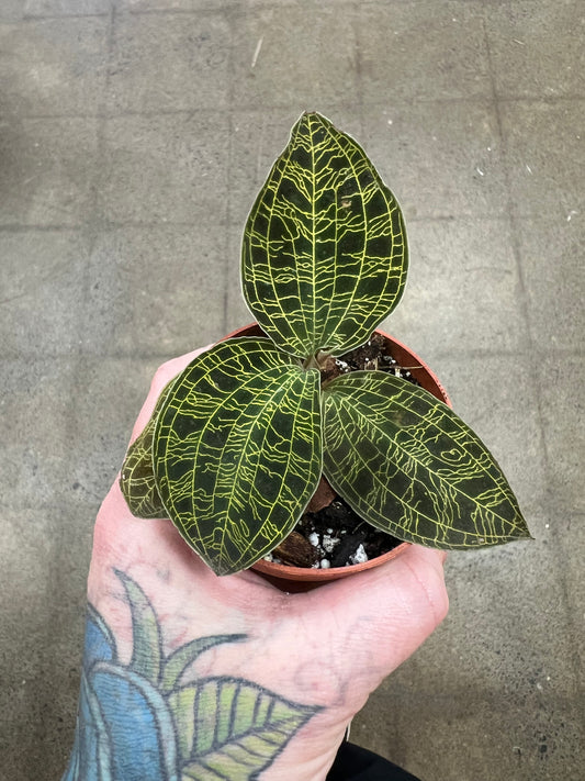 Jewel Orchid/ Macodes Petola