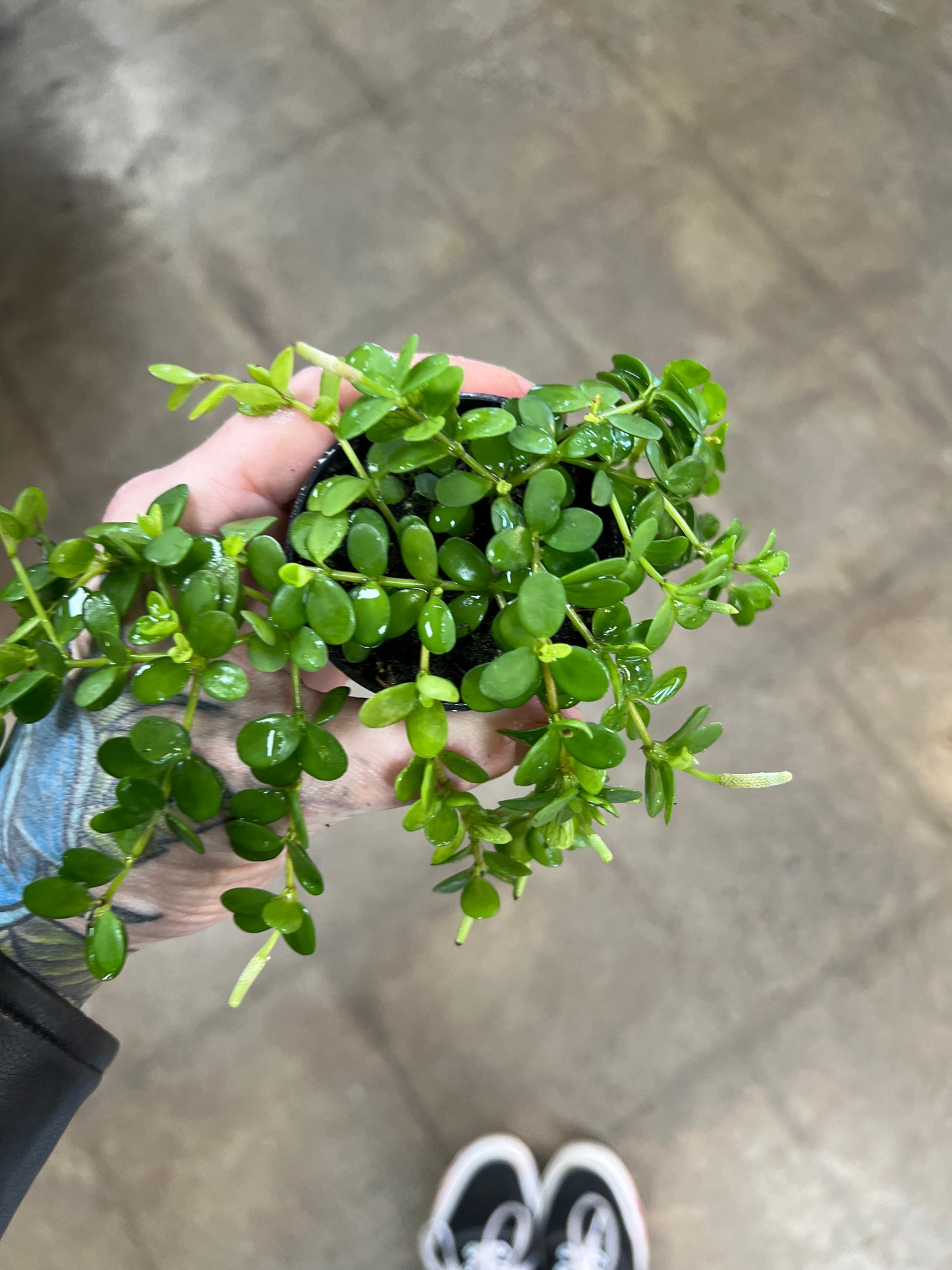 Peperomia Deppeana
