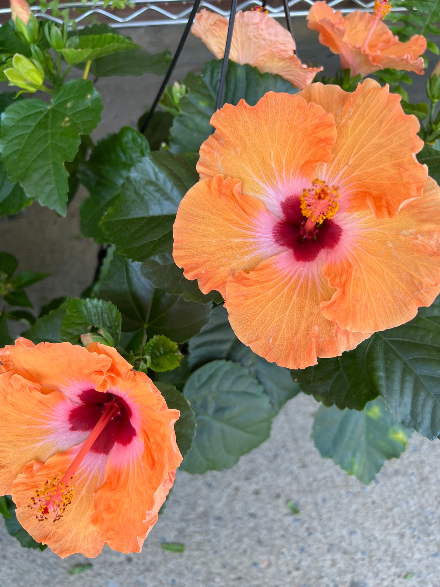 Hibiscus Mandarine