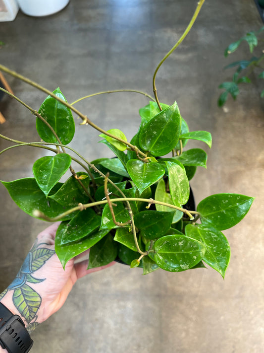 Hoya Parasitica Splash