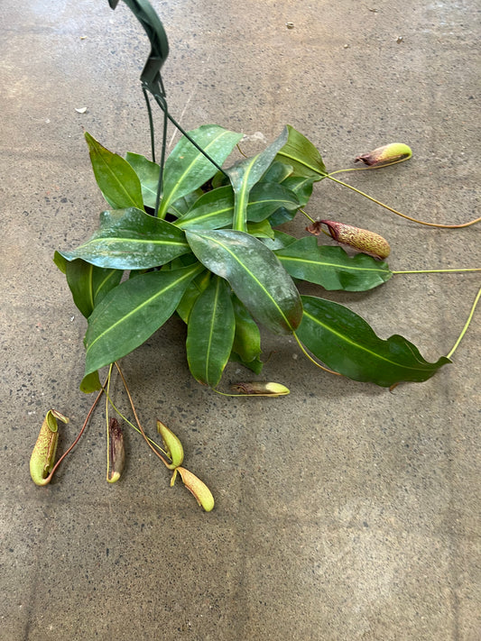 Nepenthes Miranda