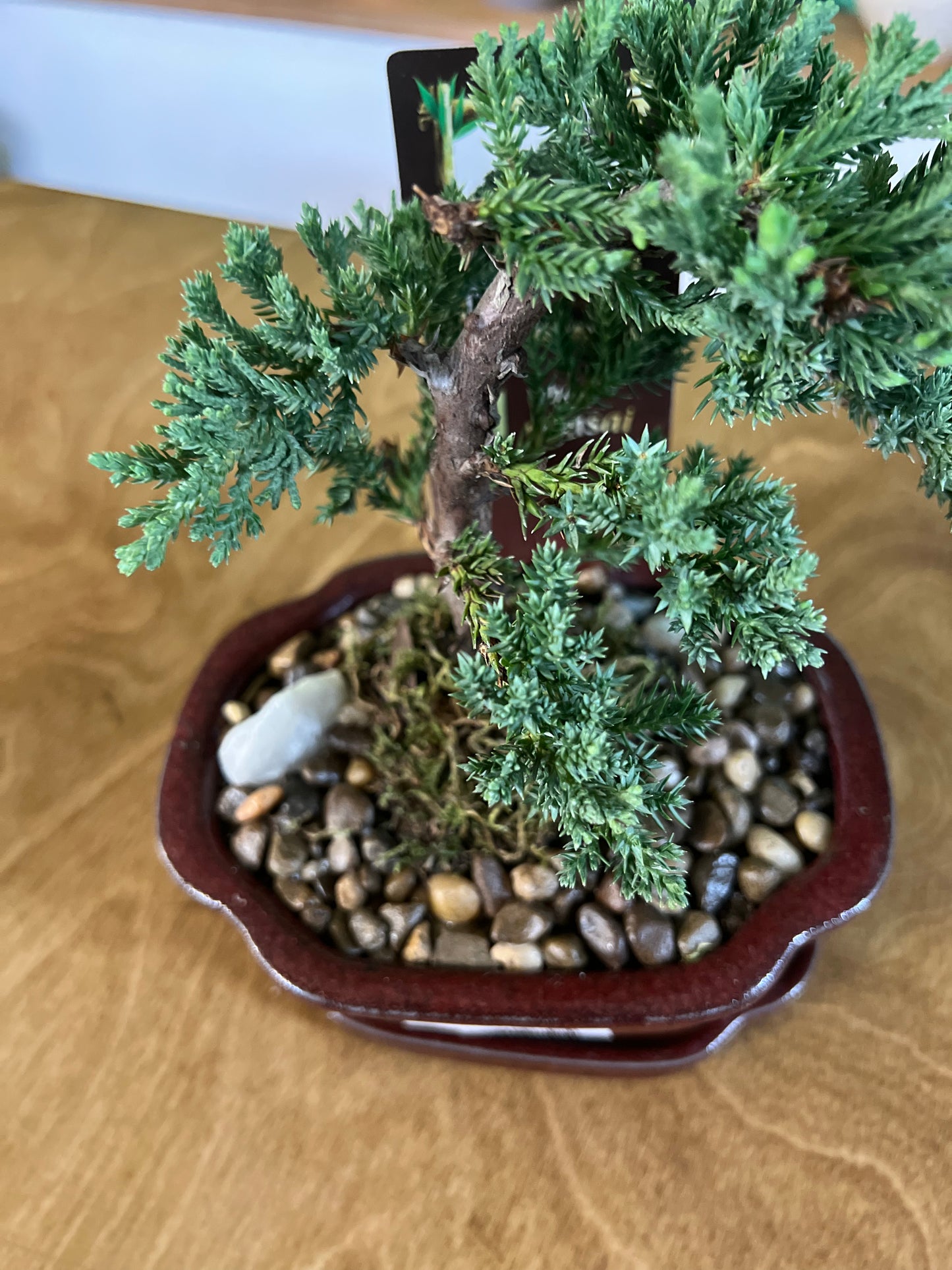 Bonsaï Juniper