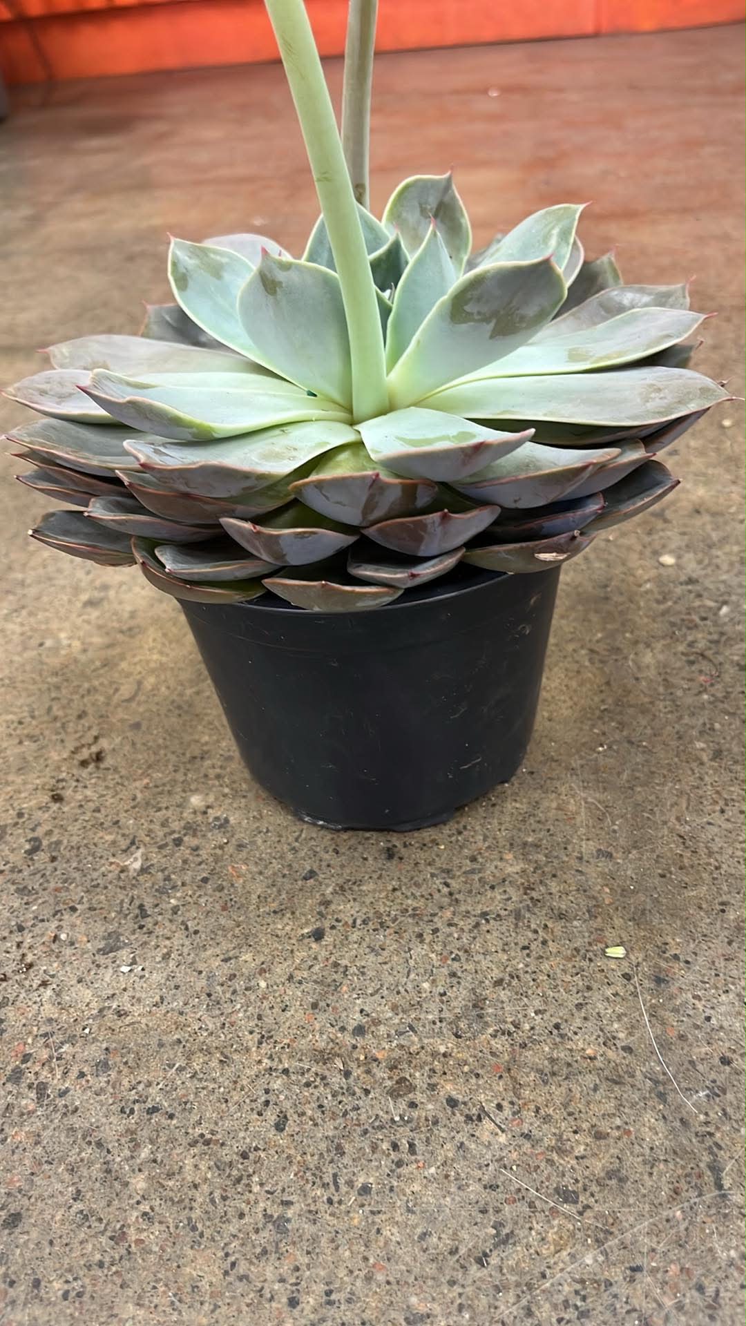 Echeveria Costa