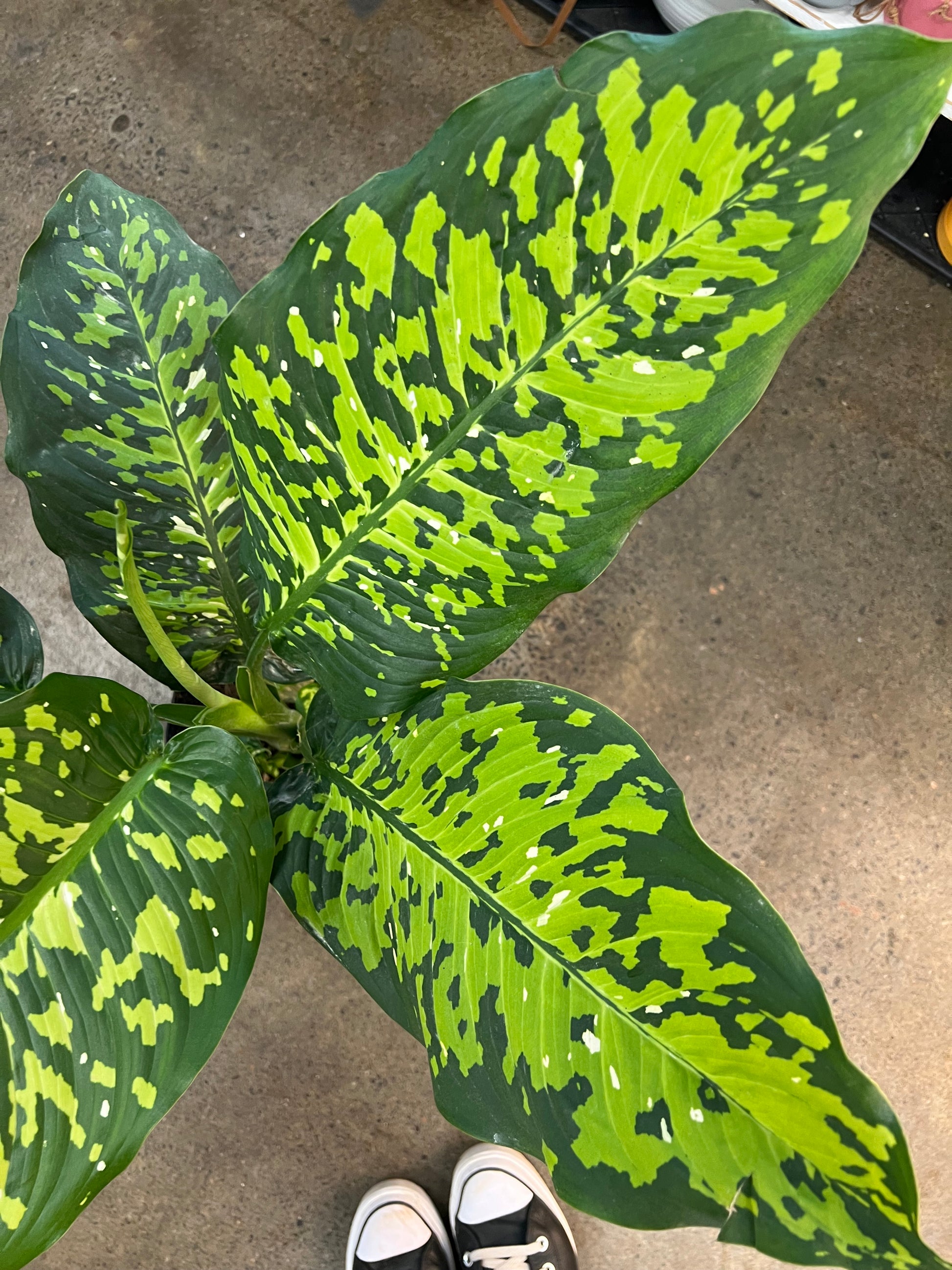 dieffenbachia cheetah Deiffenbachia Cheetah – jungleroseinc