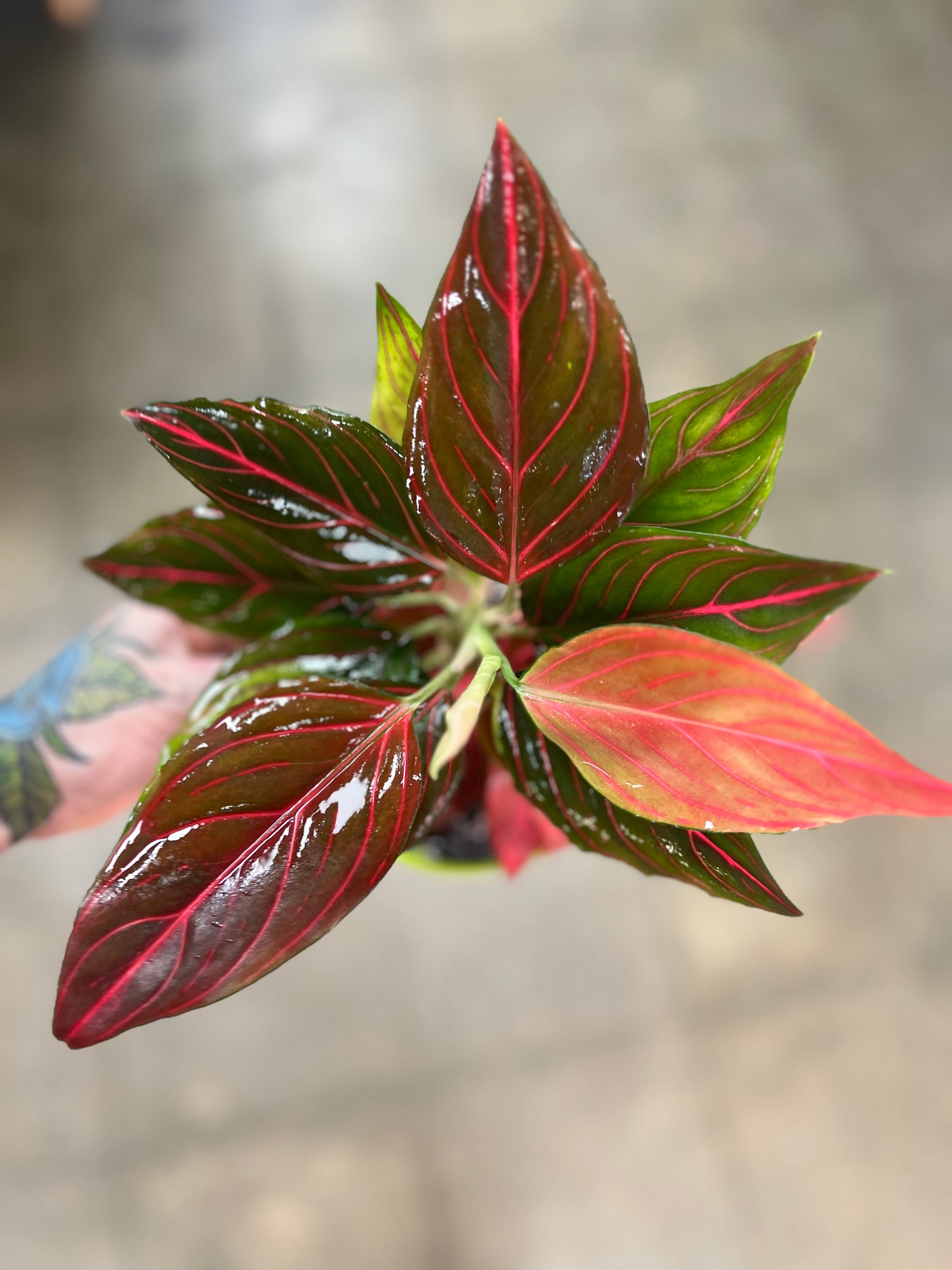 aglaonema red stripe Aglaonema Red Vein