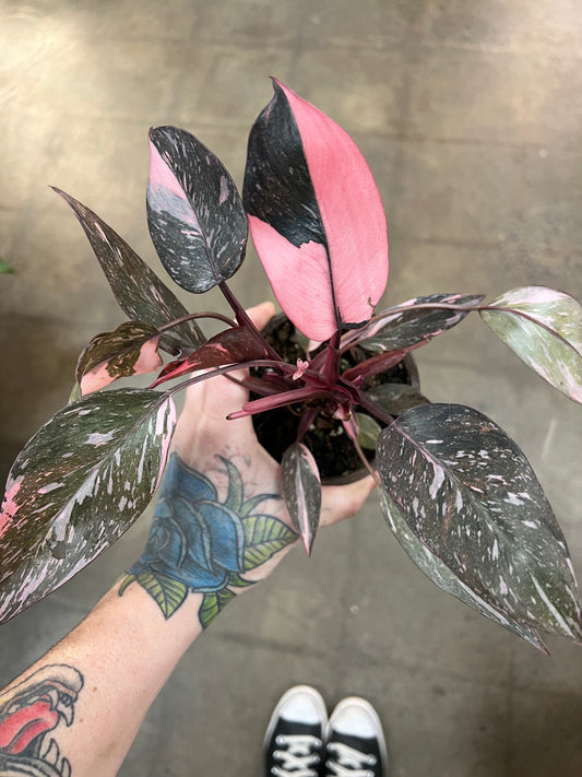 Philodendron Pink Marble Naomi