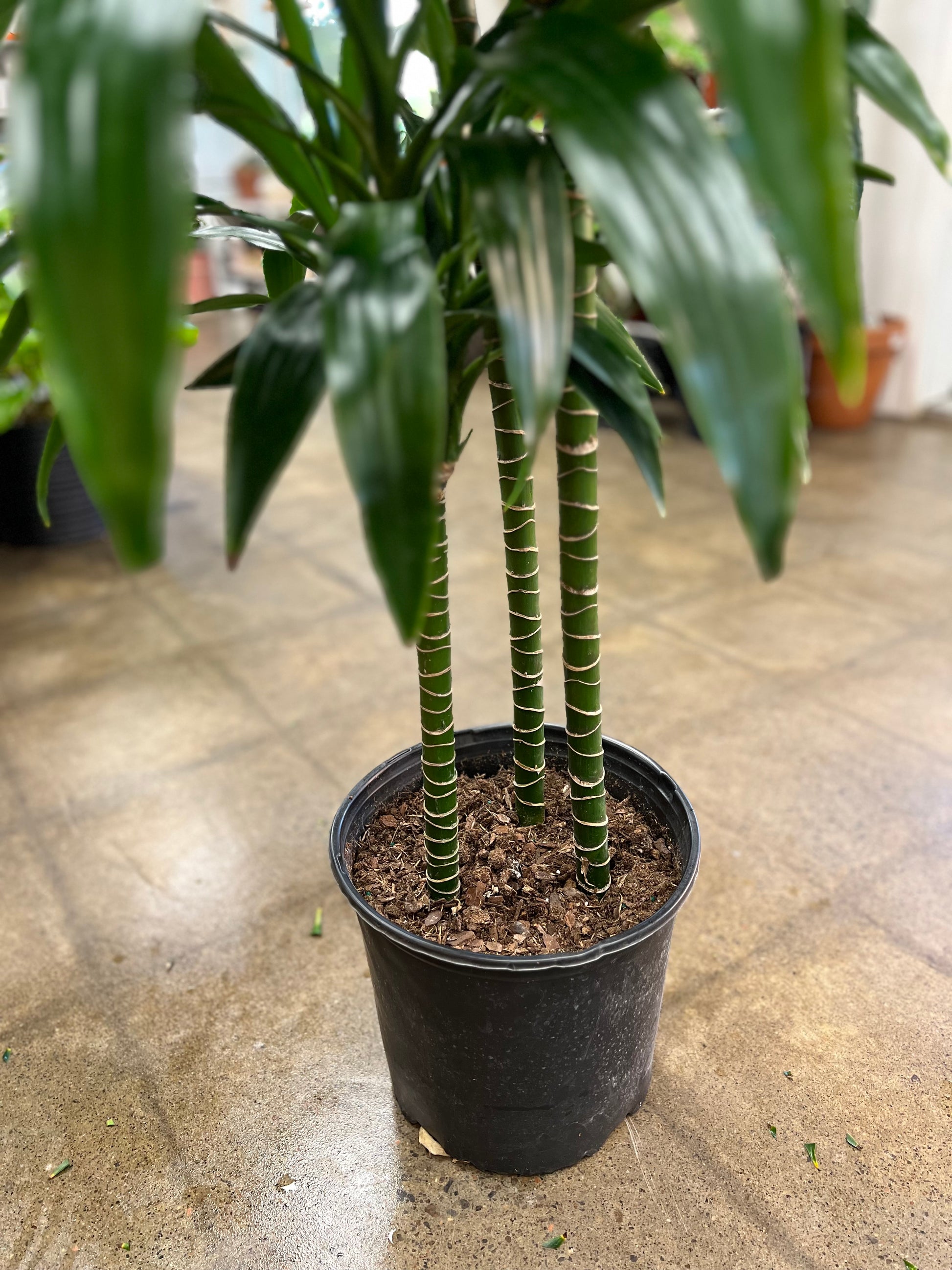 dracaena janet craig lisa Dracaena Janet Craig Lisa Cane 3'2'1'