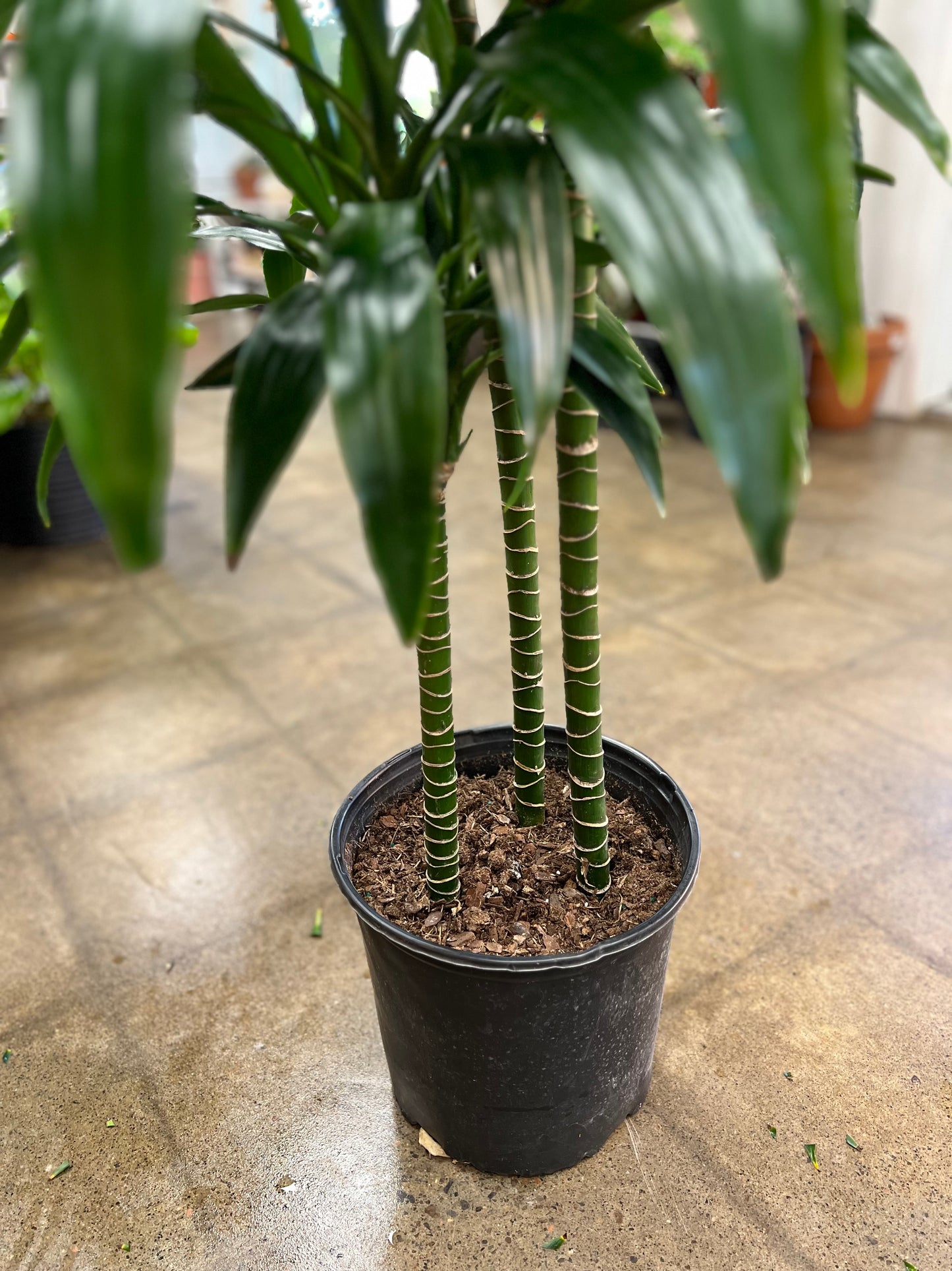 Dracaena Janet Craig Lisa Cane 3'2'1'