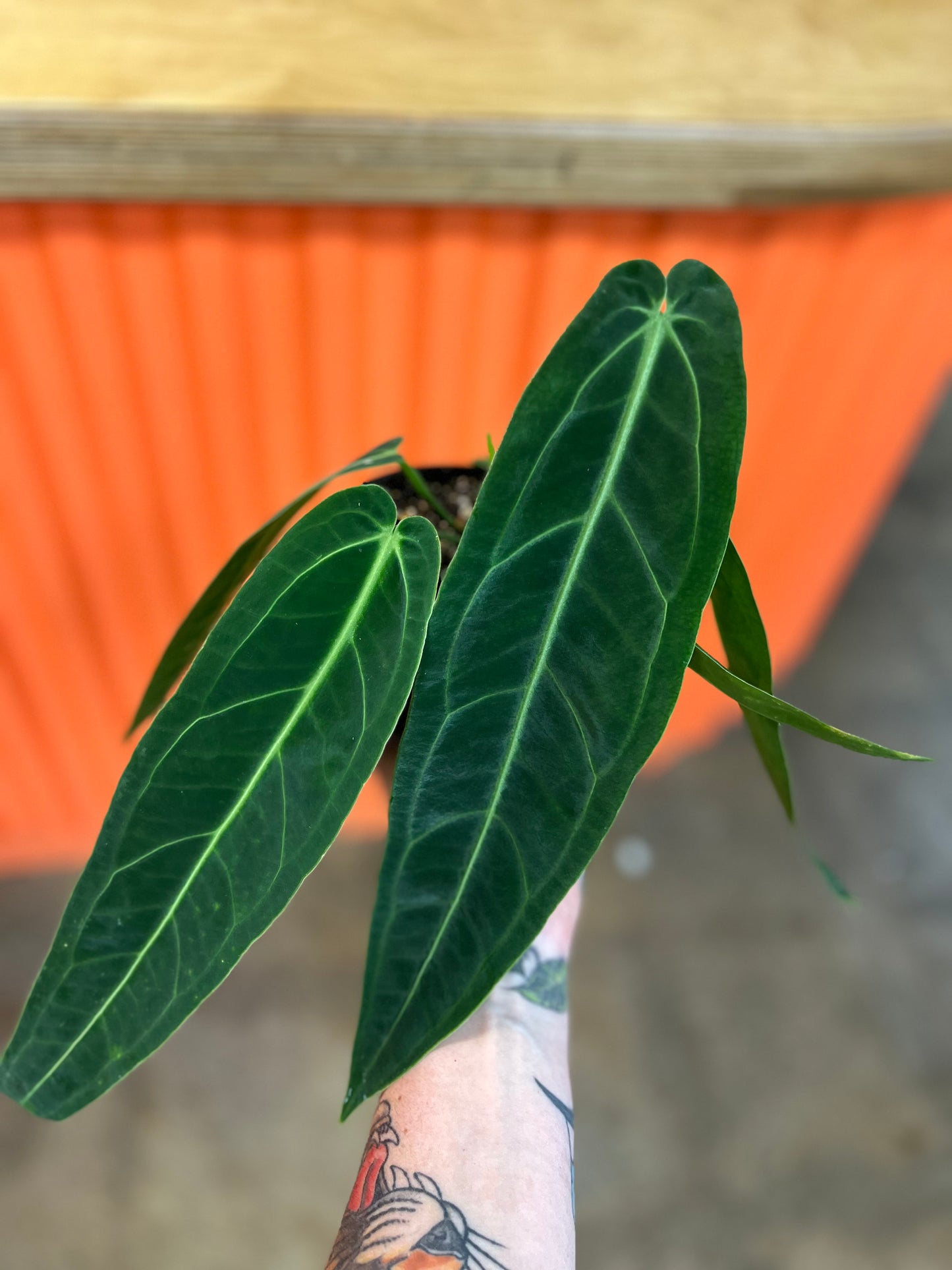 Anthurium Warocqueanum