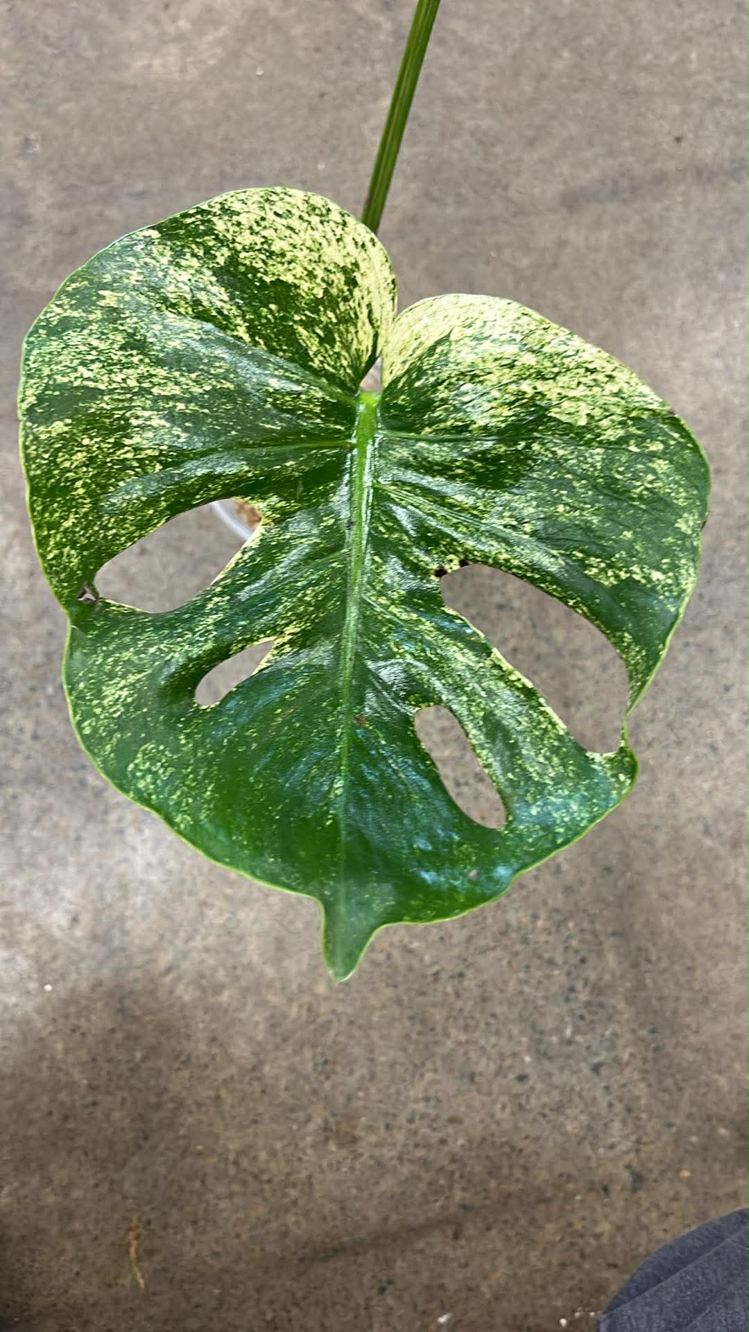 Monstera Siam Mint #1
