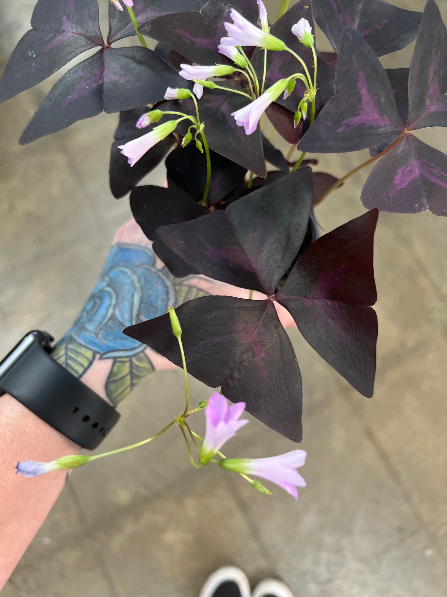 Oxalis Shamrock Rouge