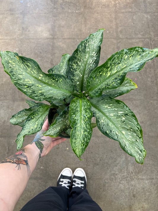 Diffenbachia Tiki