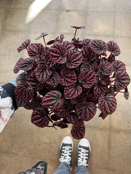 Peperomia Red Luna