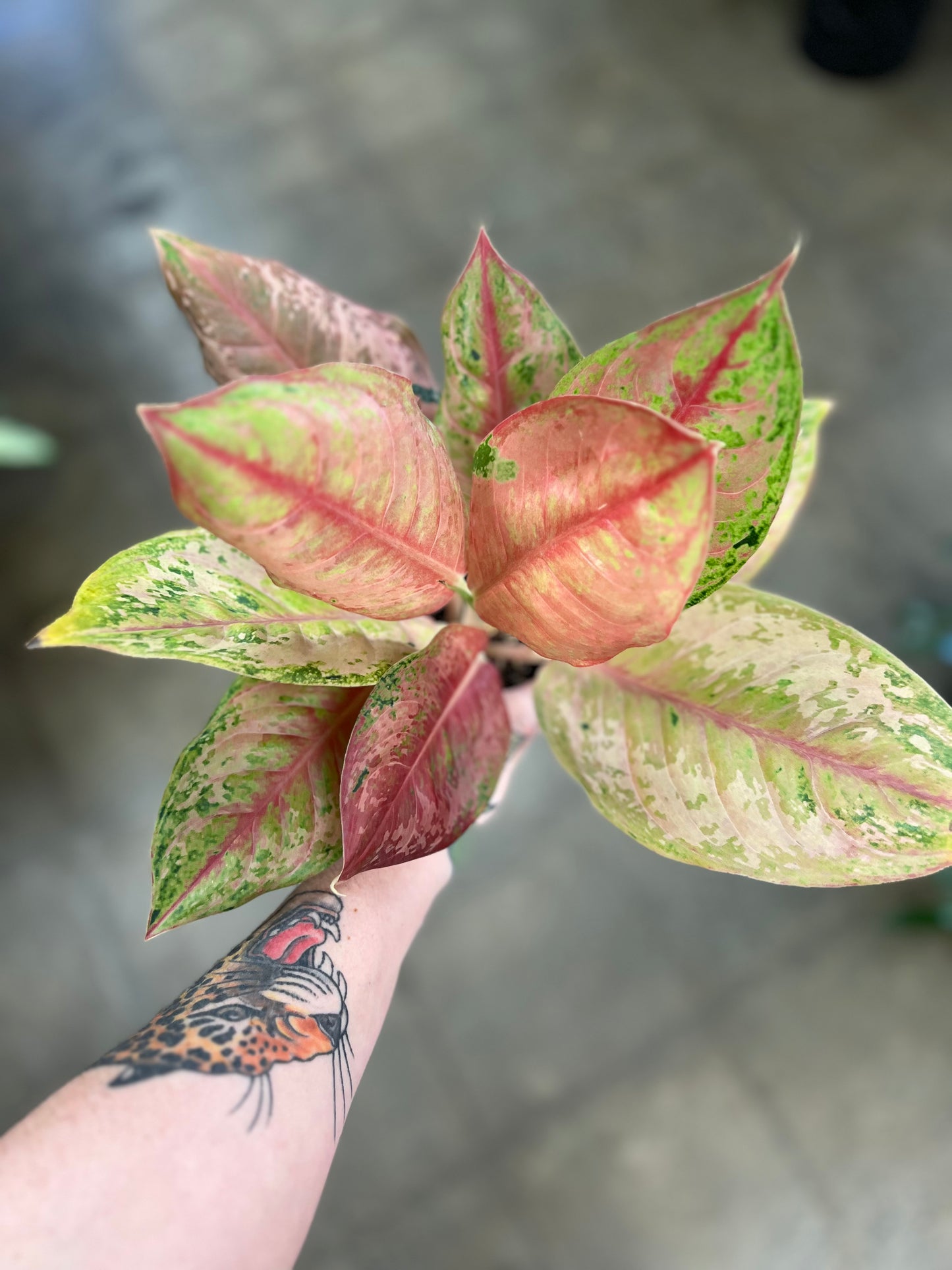 Aglaonema Khamlaitong