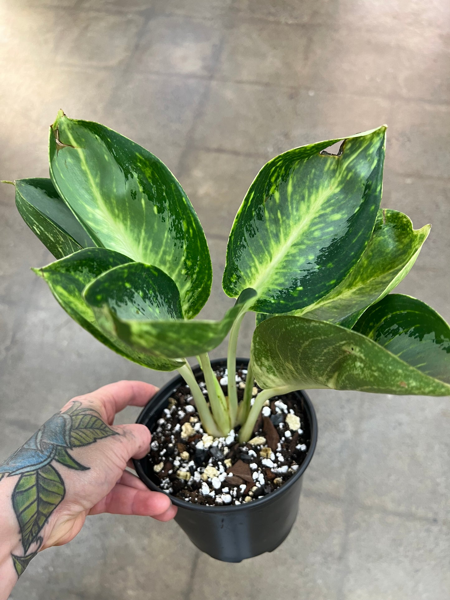 Aglaonema Green Bowl