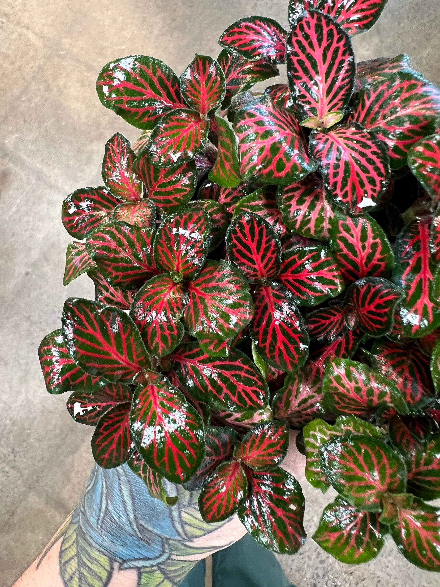 Fittonia Flammule