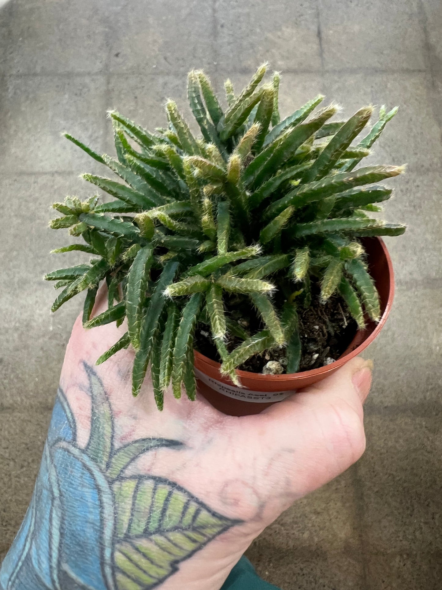 Rhipsalis Asst.