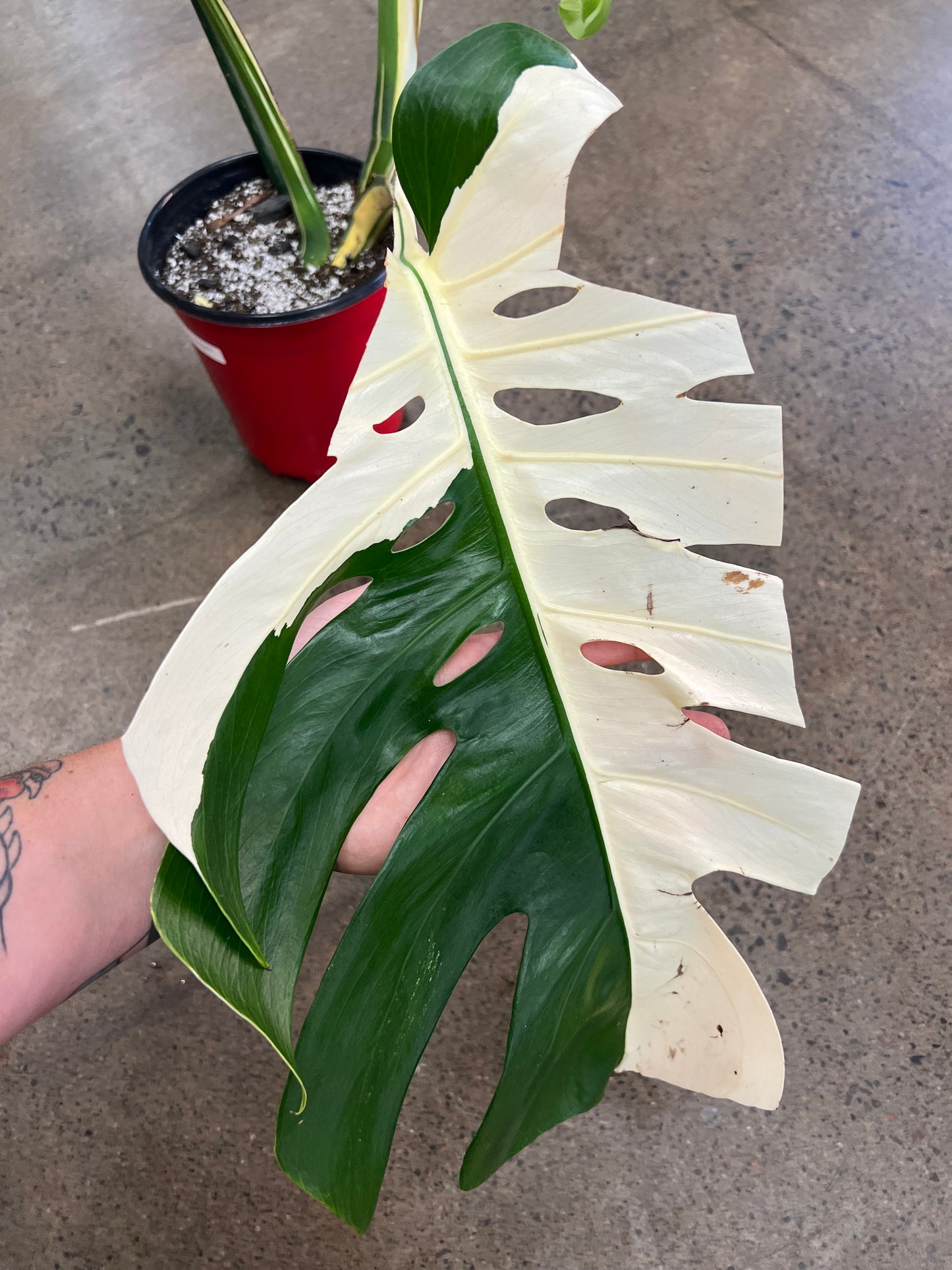 Monstera Albo #22