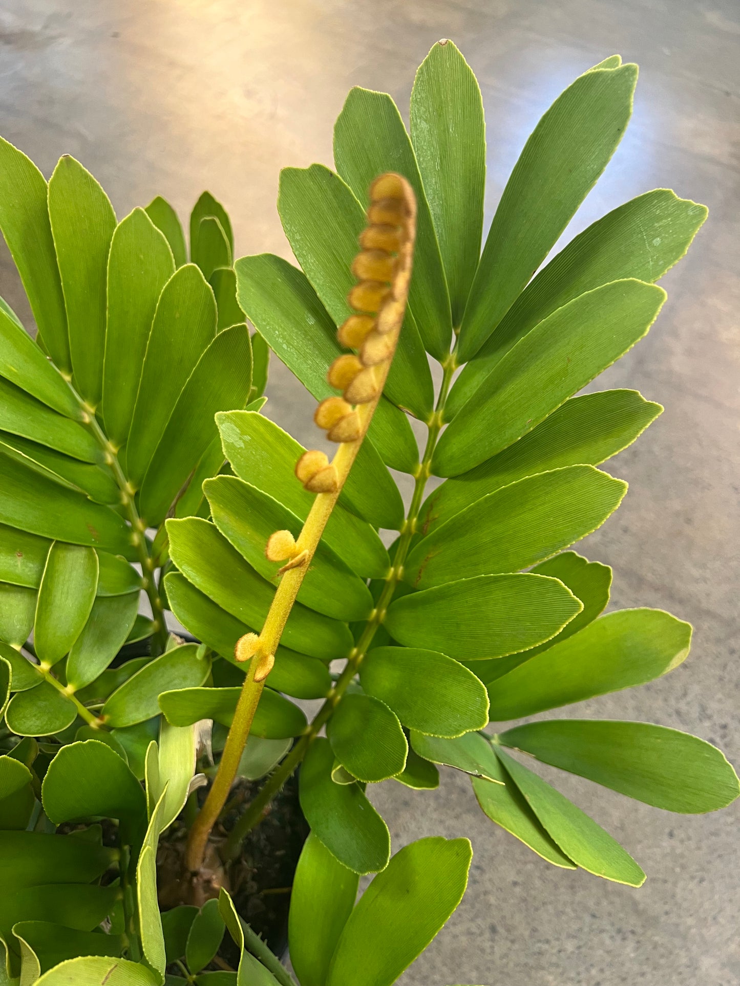 Zamia Furfuracea Cardboard Palm