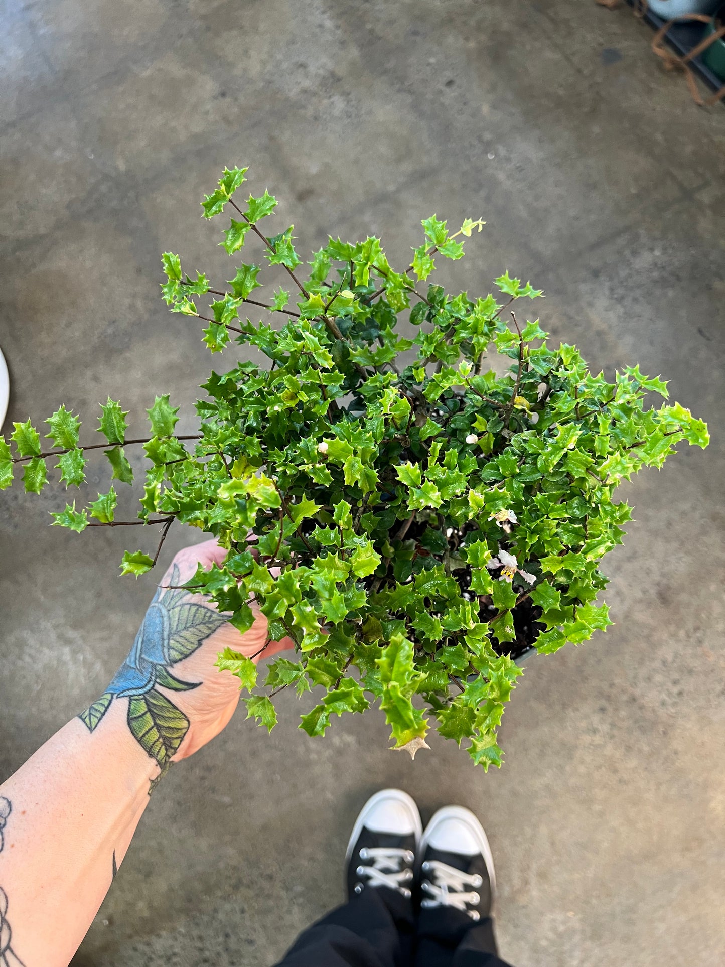Bonsai Malpighia Coccigera
