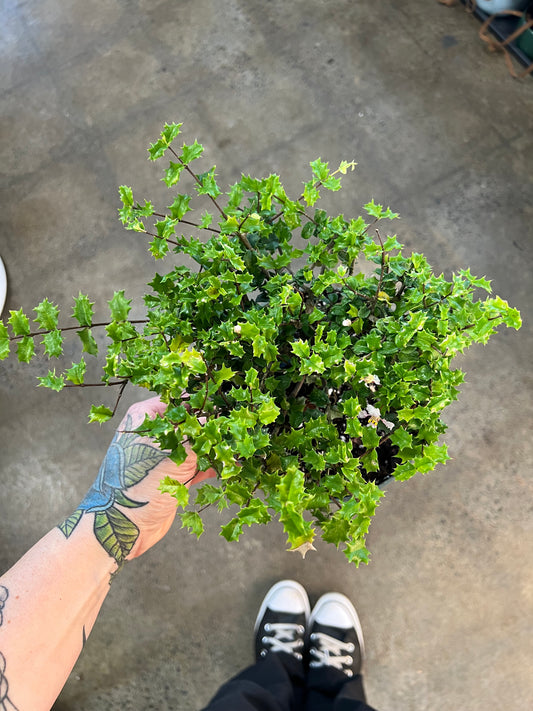 Bonsai Malpighia Coccigera