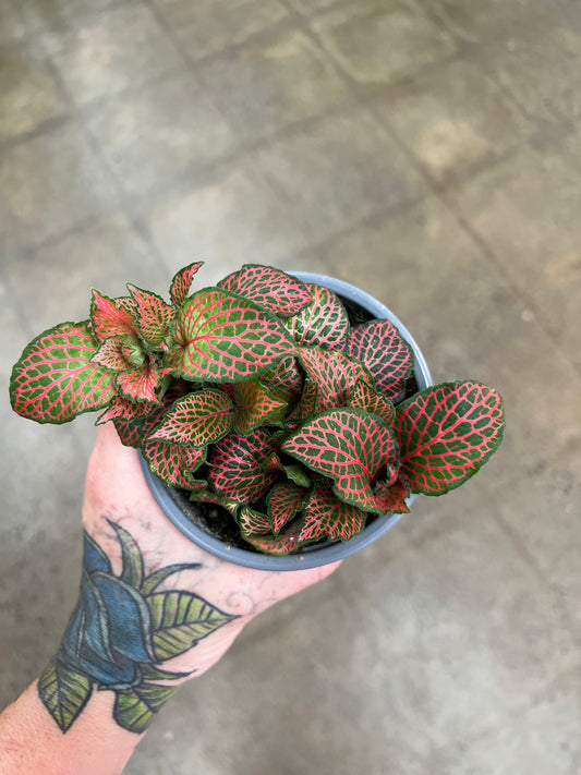 Fittonia Firetail