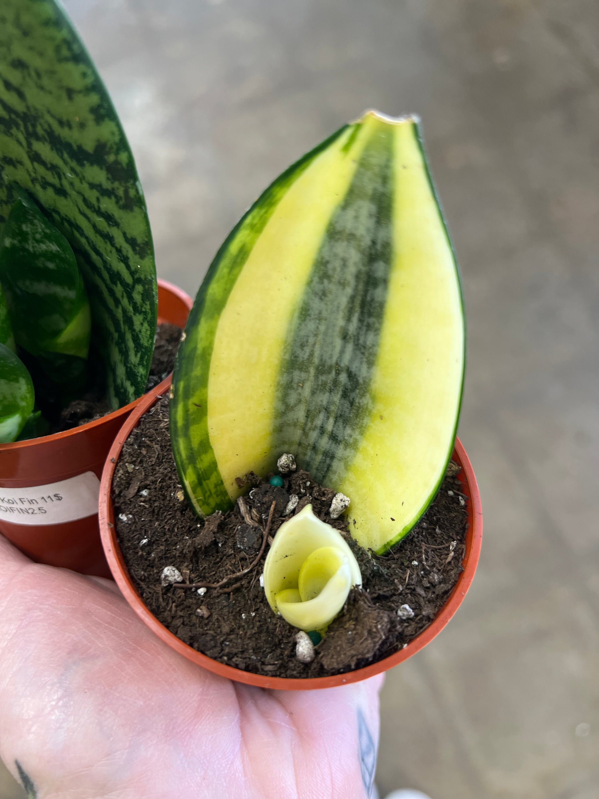 koi fin sansevieria Sansevieria Koi Fin