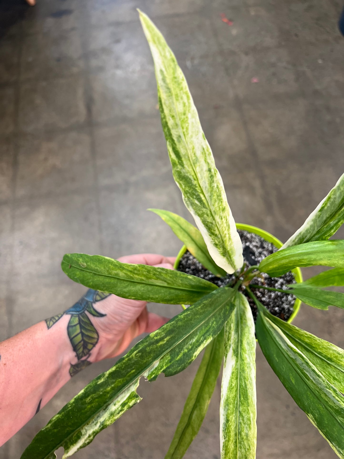 Anthurium Vittarifolium Panaché