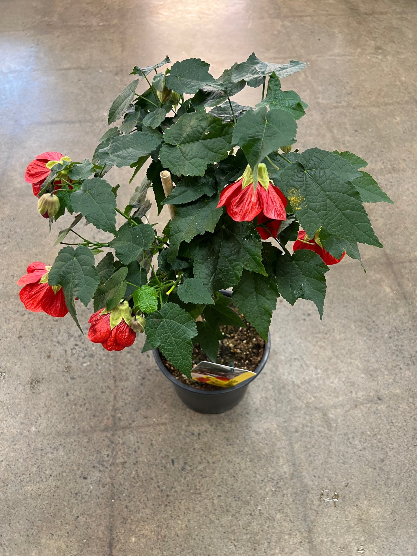 Abutilon