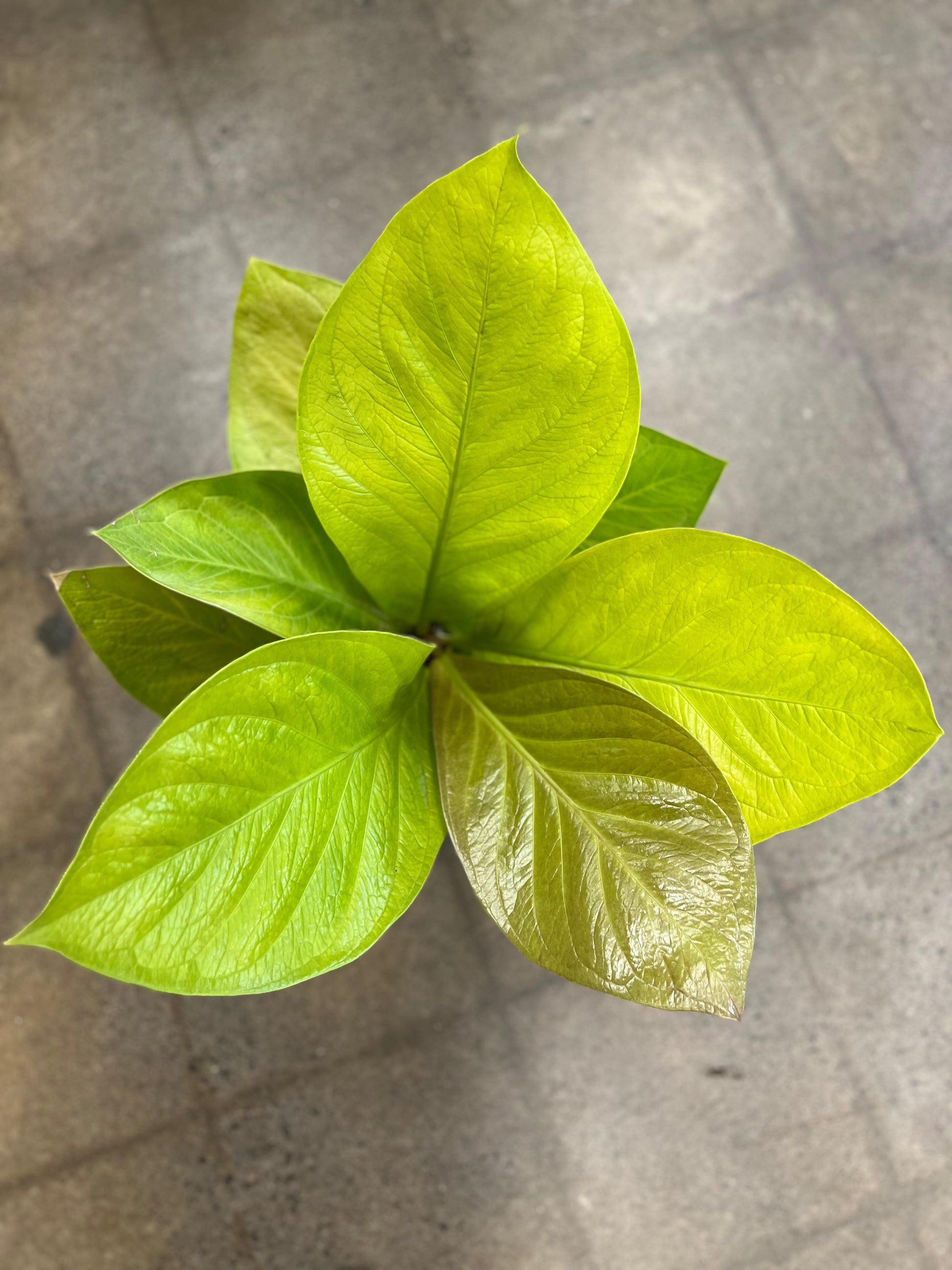 anthurium jenmanii king of kings Anthurium King of Kings