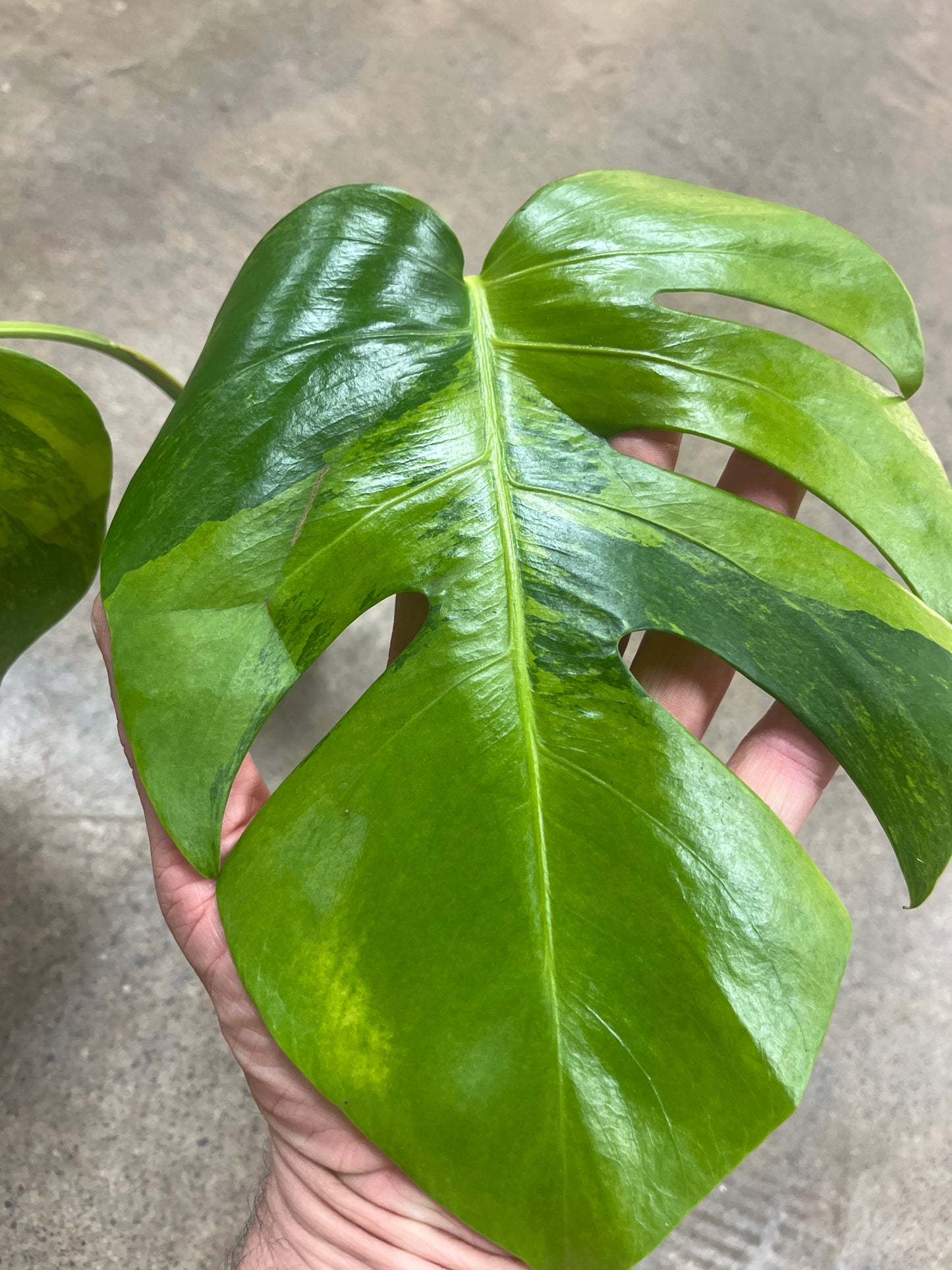 Monstera Green On green