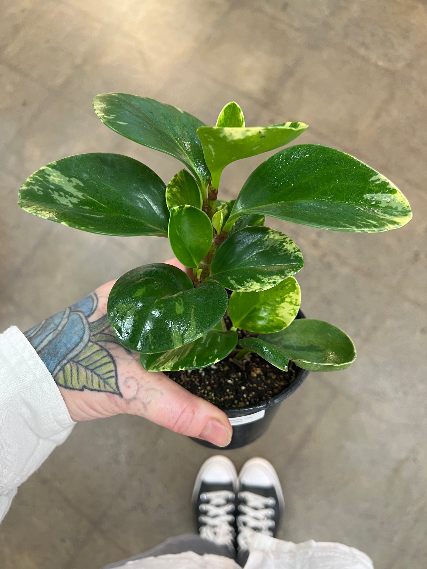 Peperomia Marble