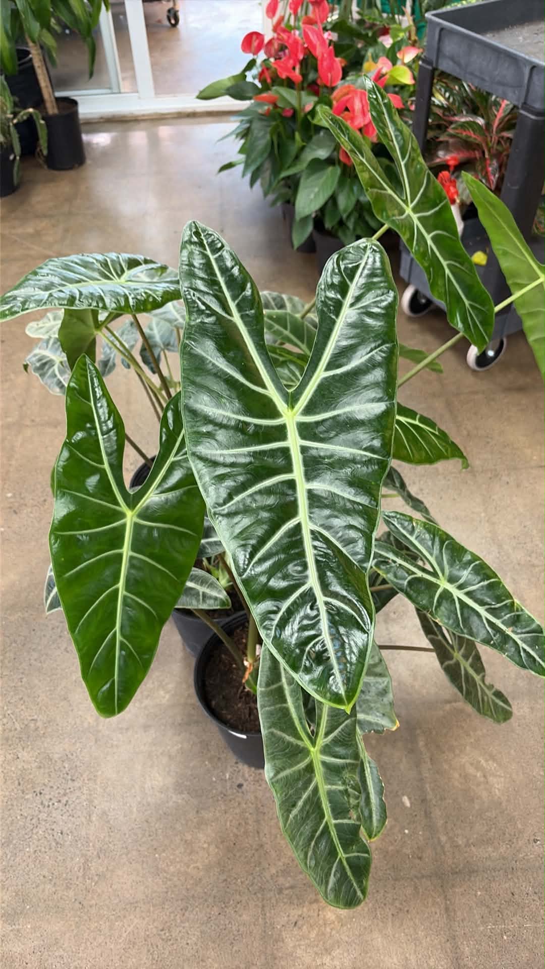 Alocasia Longiloba