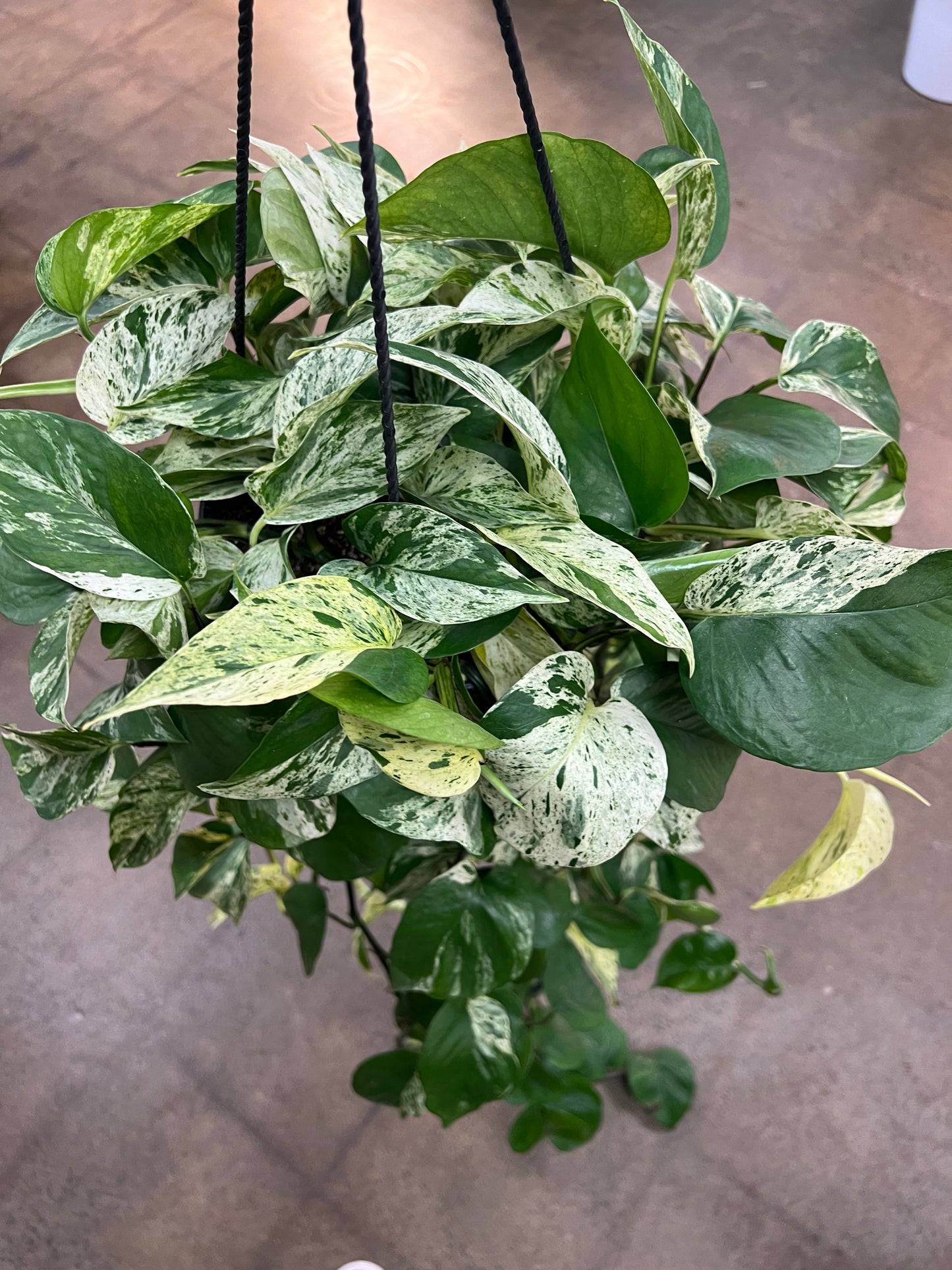 Pothos Marble Queen