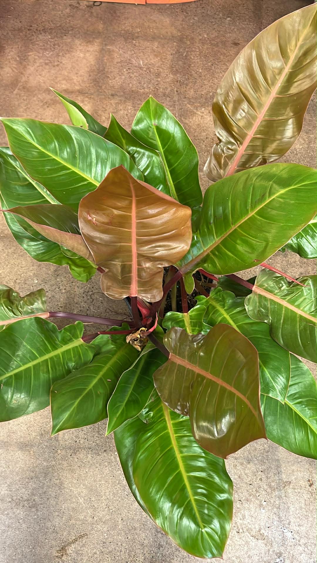Philodendron Prince Of Orange