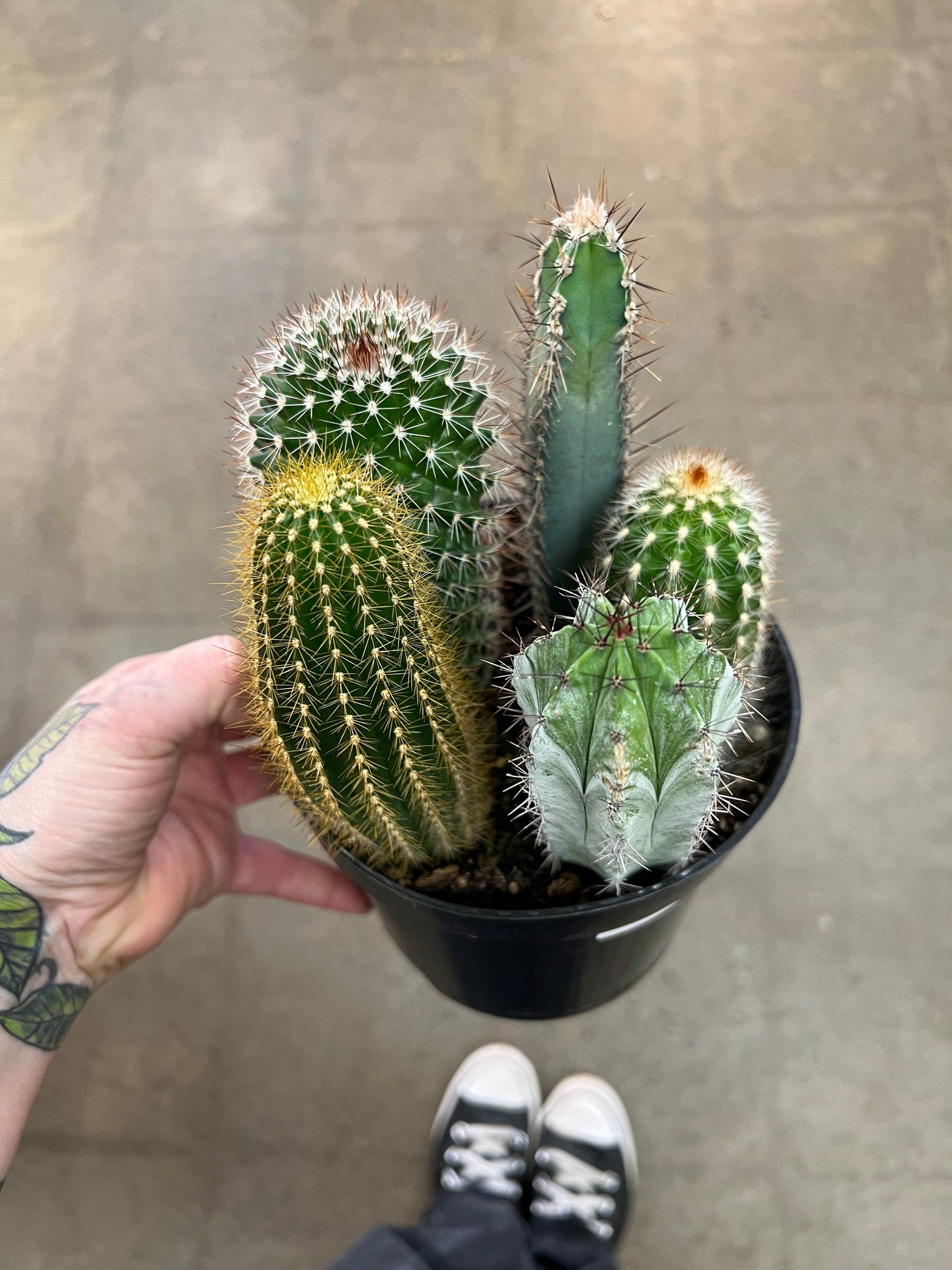 Cactus Garden