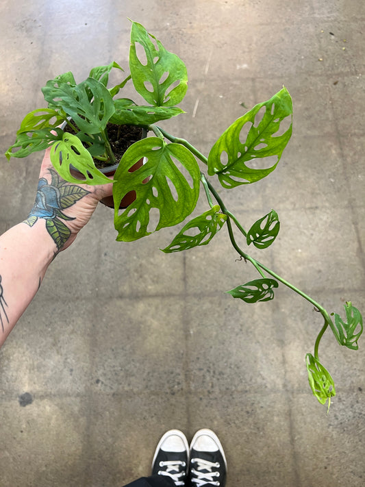 Monstera Esqueleto