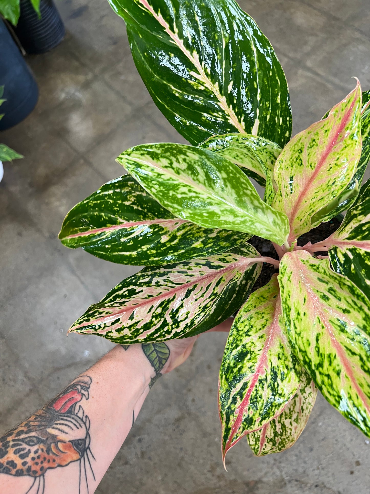 Aglaonema Sparkling Sarah