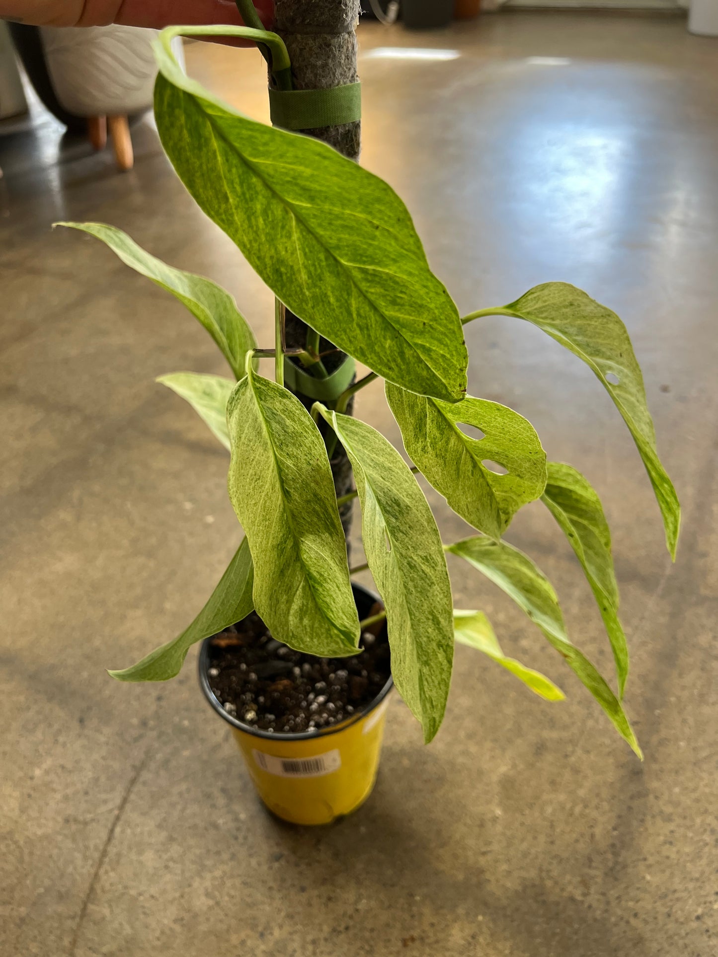 Monstera Laniata Mint