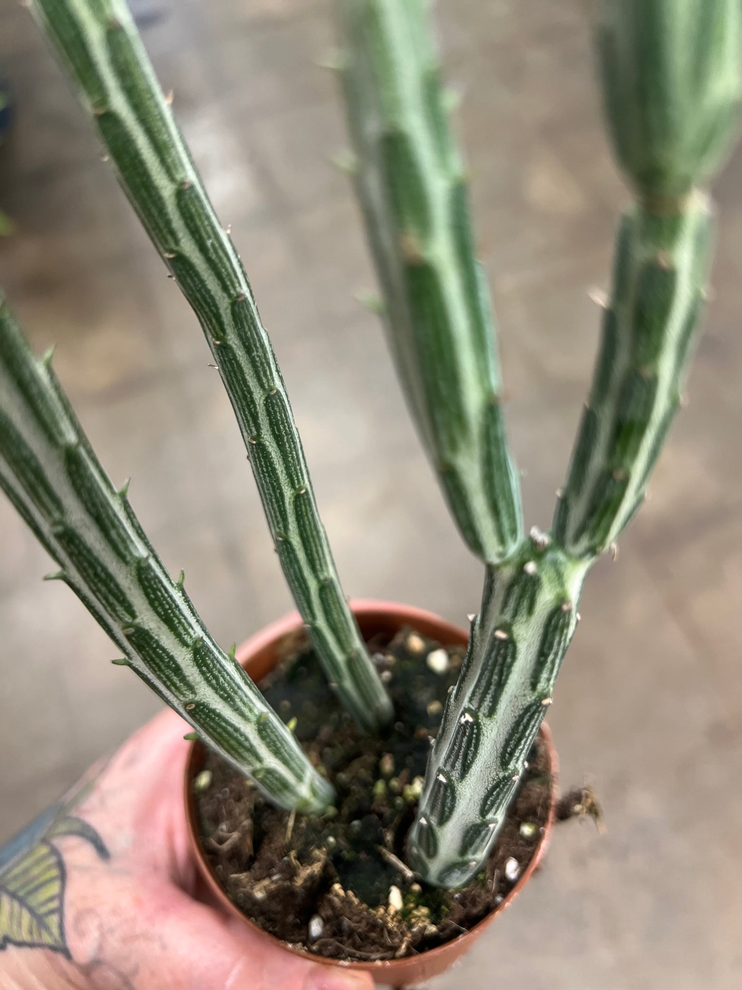 Senecio stapeliformis